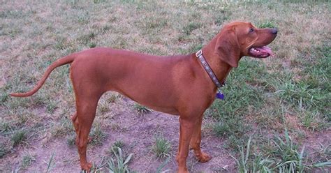 Redbone Coonhound Information and Pictures - Petguide | PetGuide