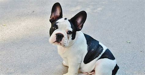 French Bulldog Names [415+ Perfect Ideas] – My Dog's Name