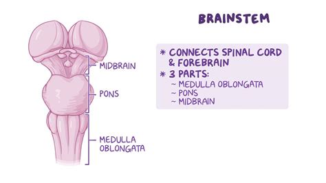 Anatomy of the brainstem: Video, Anatomy & Definition | Osmosis