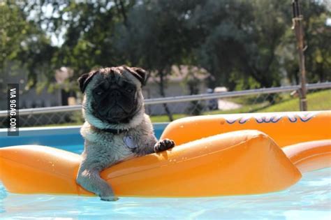 It's summer time! Swimming like a pug! | Pugs, Puggle, Cute animals