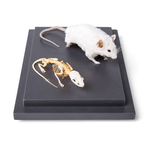 Mouse and Mouse Skeleton (Mus musculus) in Display Case, Specimens ...