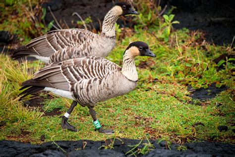 Things To Do In Hawaii Volcanoes National Park - Travel Caffeine