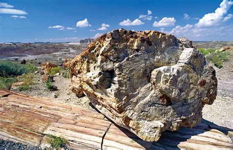 Petrified wood | Fossilization, Formation, Preservation | Britannica