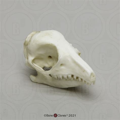 Elephant Shrew Skull - Bone Clones - Osteological Reproductions