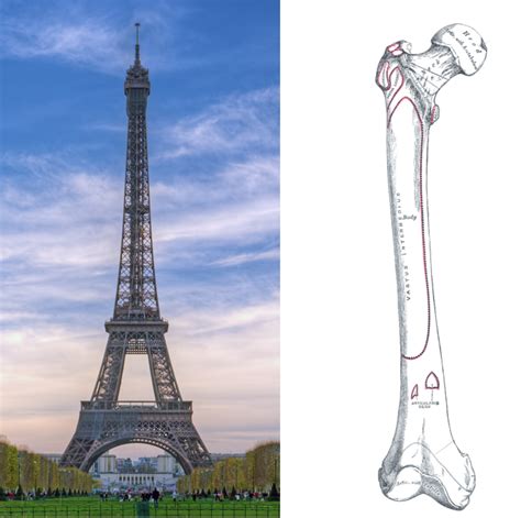 What Your Bones Have in Common With the Eiffel Tower | WIRED