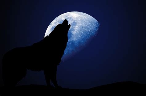 Wolf Howling Moon Silhouette Free Stock Photo - Public Domain Pictures