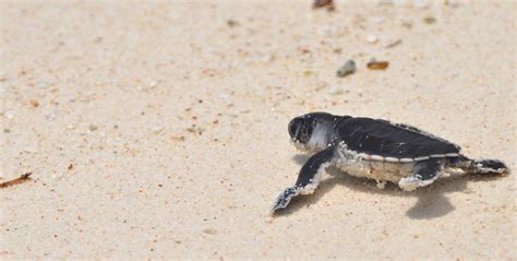 Sea turtle nesting beaches: protection and management | GVI | GVI