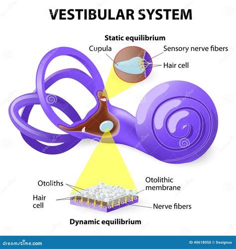 Vestibular System Stock Vector - Image: 40618050