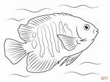 Tropical Fish Coloring Pages sketch template
