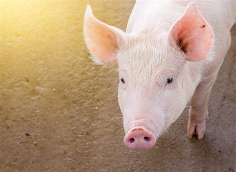 Managing Feeder Pigs - Alabama Cooperative Extension System