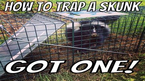 How to Trap a Skunk Trapping Tips and Bait Wildlife Removal - YouTube