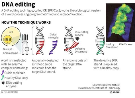 CRISPR–Cas9 gene editing technique DNA stm | Teaching biology, Genome ...