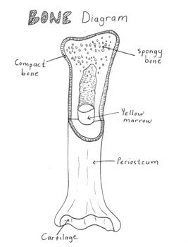 Compact Bone Diagram : The stability of a compact bone is achieved ...