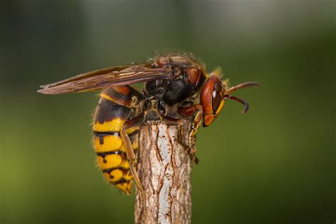 Video of Giant Hornet Attacking Mouse Emerges Following Reports of ...