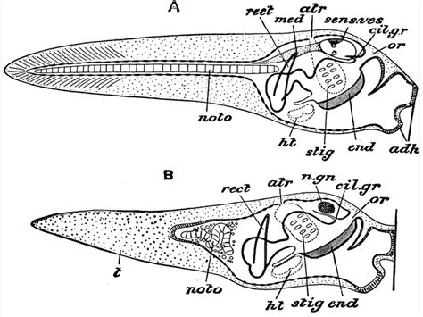 Tunicate – Part 2