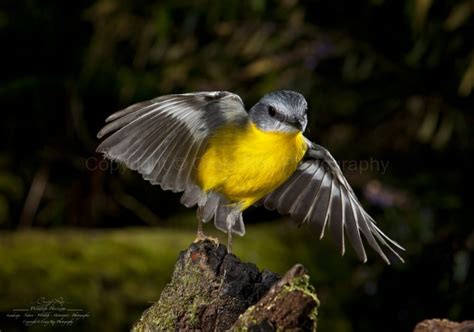 Australian Eastern Yellow Robin in Flight