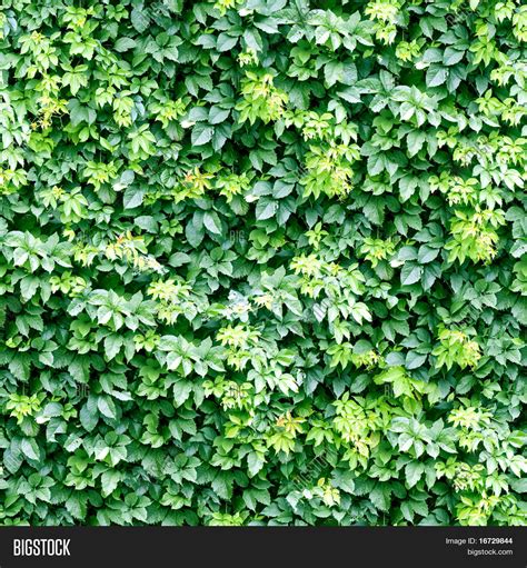 Ivy Pattern Seamless Image & Photo (Free Trial) | Bigstock