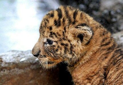 Baby tigon | Weird animals, Rare cats, Animals