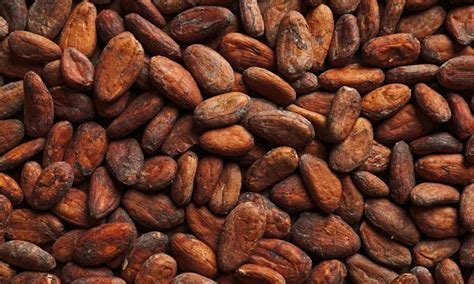 Chocolate flavour is developed during processing of cocoa beans