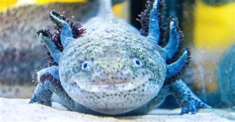 10 Incredible Axolotl Facts - WikiPoint - Wiki Point