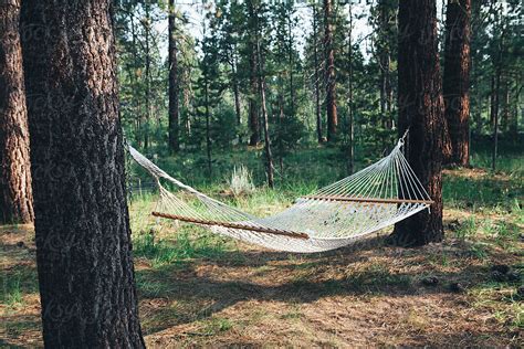 Hammock Hanging Between Two Large Pine Trees In Forest | Stocksy United