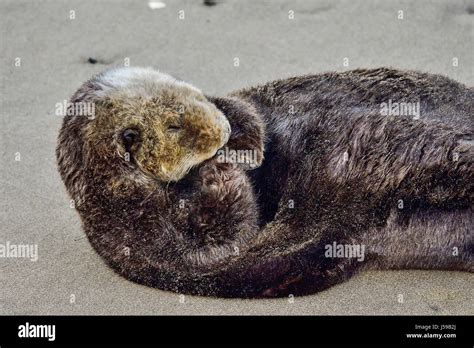 California Sea Otter Stock Photo - Alamy