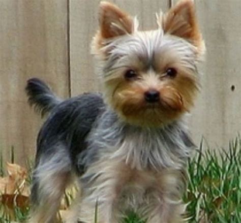 30+ Best Teddy Bear Yorkie Haircuts - Yorkie Haircuts 2024