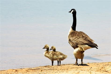 Canada Goose And Gosling On Beach Free Stock Photo - Public Domain Pictures
