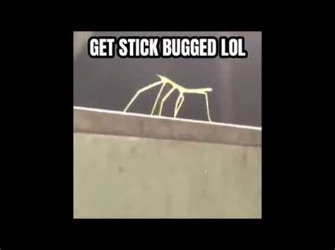 Get Stick Bugged Lol: Video Gallery | Know Your Meme