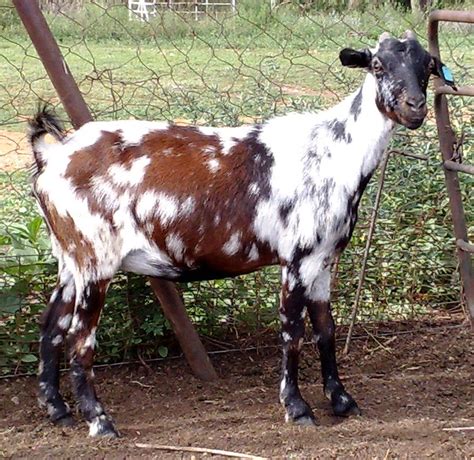 Nguni / Mbuzi Goat - Indigenous Veld Goats