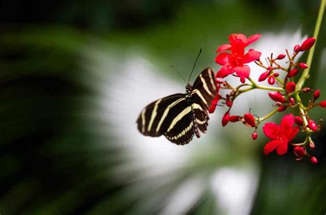 Exploring the Beauty of Phipps Conservatory in Pittsburgh - Uncovering PA