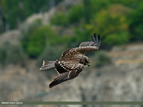 Black Kite (Milvus migrans) | Black Kite (Milvus migrans) ca… | Flickr