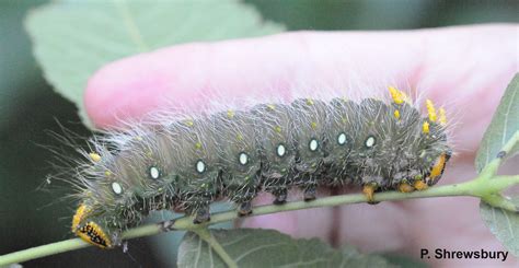 Silkmoth Season, Part 1: Imperial Moth, Eacles imperialis — Bug of the Week