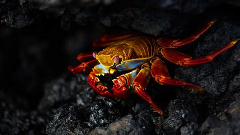 3840X2160 Crab Wallpapers - Top Free 3840X2160 Crab Backgrounds ...