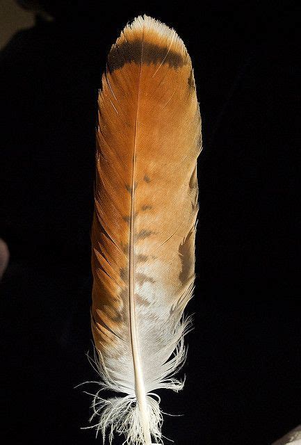 identification bird feathers - Google Search | Red tail hawk feathers ...