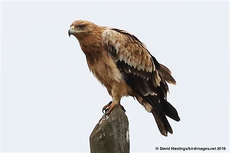 David Hastings' Bird & Insect Images - Spanish Imperial Eagle (Aquila adalberti)