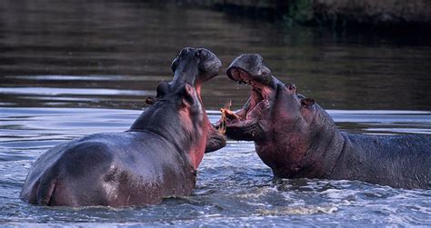 Hippo Milk – Is It Really Pink? - Kenya Wild Parks