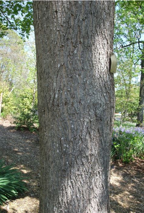 Acer truncatum (Purple Blow Maple, Shangtung Maple) | North Carolina Extension Gardener Plant ...