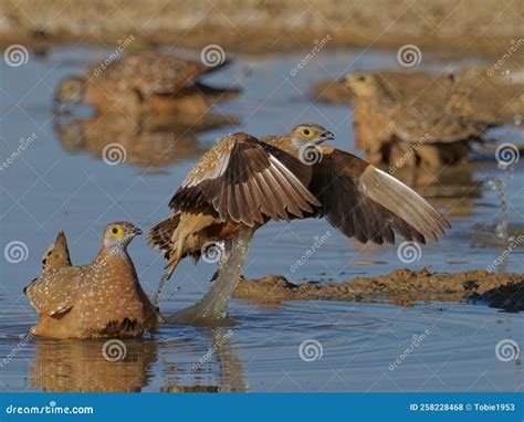 Departure from Pond Carrying Water Stock Photo - Image of bird ...