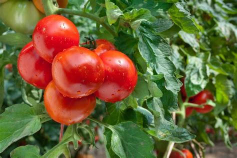 Disease Resistant Tomatoes: Top List of Varieties - Grower Today