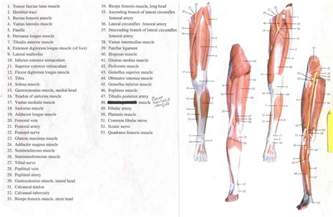 Leg Muscle Diagrams | 101 Diagrams