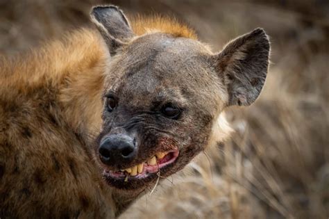 A spotted hyena in Kruger National Park lets me know what she thinks ...