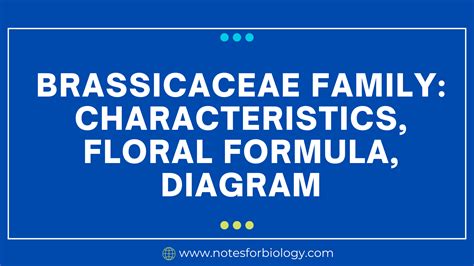 Brassicaceae Family: Characteristics, Floral Formula, Diagr