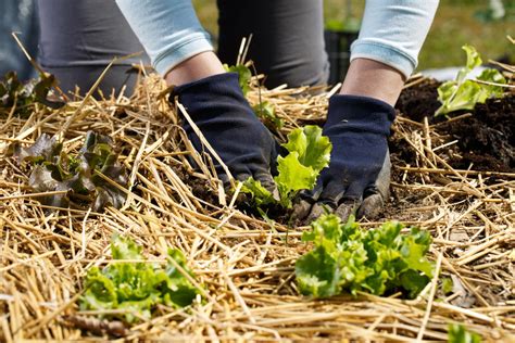 The Best Plants for Straw Bale Gardening - Food Gardening Network