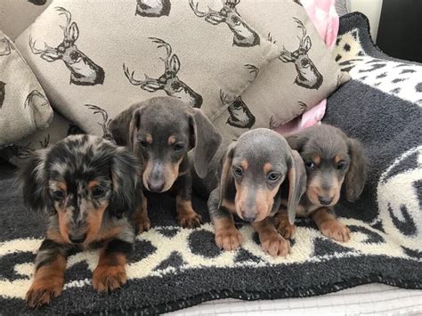 Isabella dachshund puppies | in Houghton Le Spring, Tyne and Wear | Gumtree