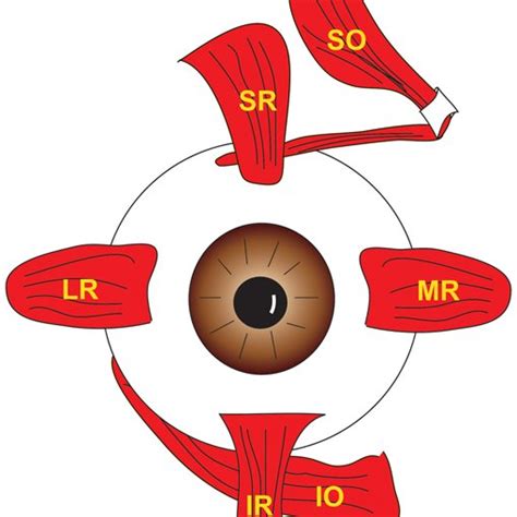 Illustration of human eye showing 6 EOMs inserting on the globe in what... | Download Scientific ...