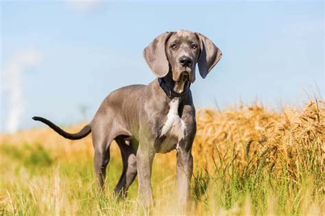 European Great Dane Puppies For Sale In Pa - Vom Hause Faith European ...