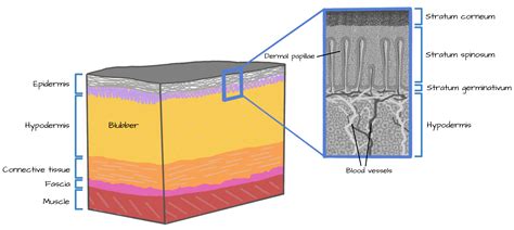 Blubber and Barnacles: An Introduction to Cetacean Skin Disease ...