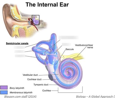 Vestibular system Diagram | Quizlet