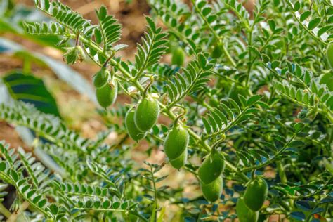 Mastering Chickpeas: Planting, Growing, and Harvesting Tips